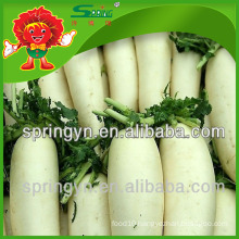 Best price of fresh radish, organic Chinese radish